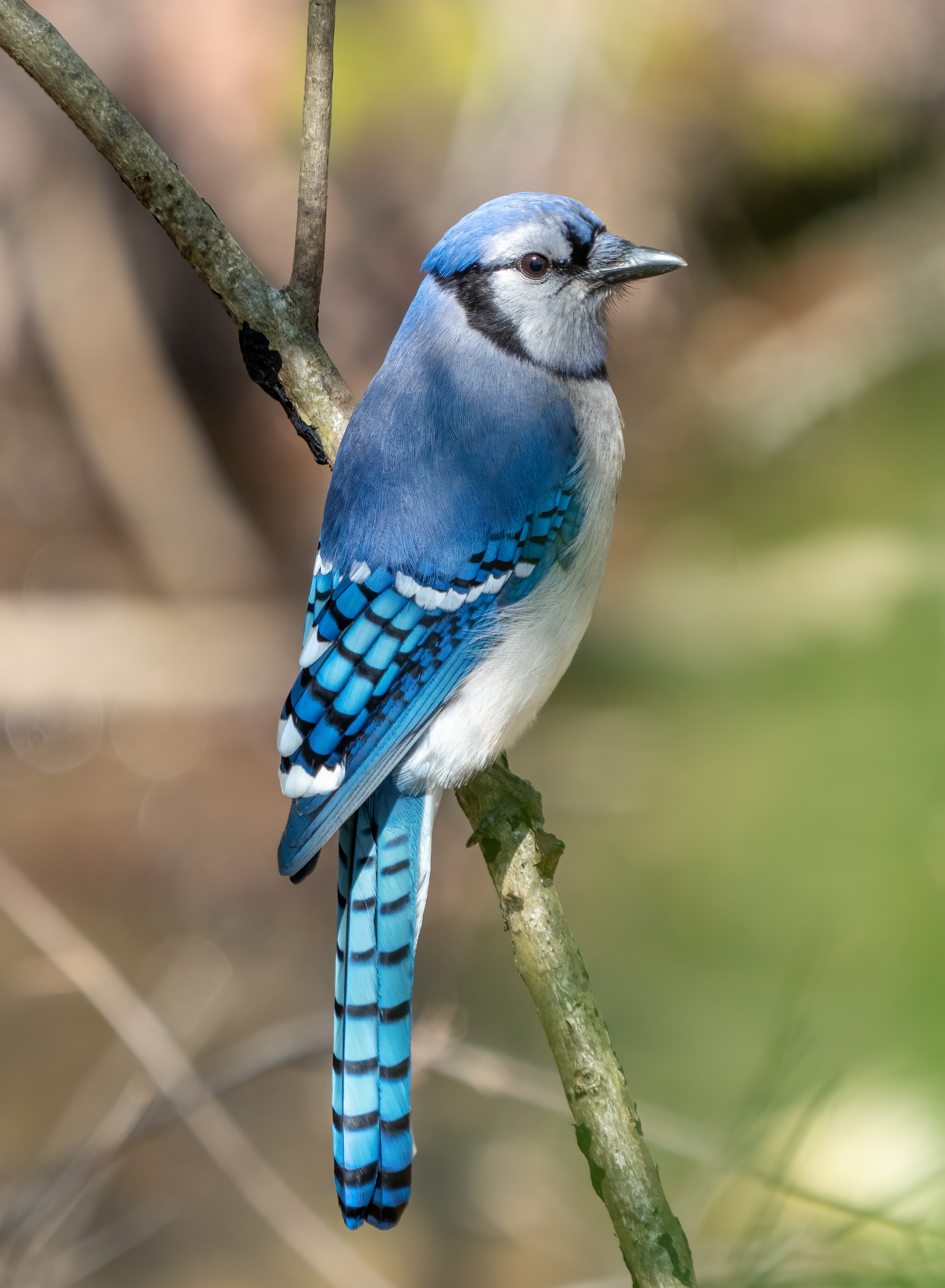 Blue jay - Wikipedia